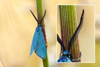 Jordanita globulariae