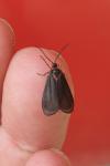 Aglaope infausta
