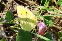 Colias crocea