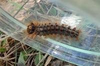 Lymantria dispar