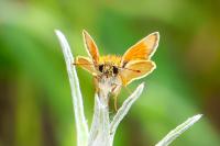 Thymelicus sylvestris