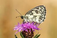 Melanargia galathea