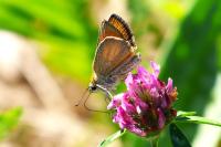 Thymelicus sylvestris