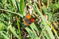 Lycaena phlaeas