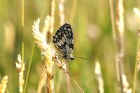 Melanargia galathea