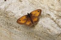 Pyronia tithonus