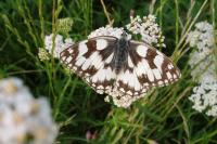 Melanargia galathea