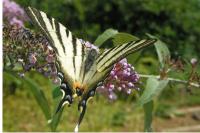 Iphiclides podalirius