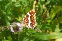 Araschnia levana