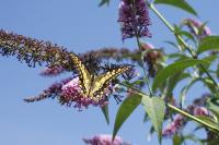 Papilio machaon