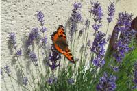 Aglais urticae