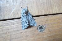 Acronicta rumicis