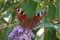 Aglais io