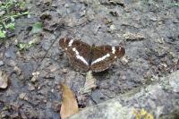 Limenitis camilla