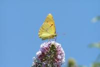 Colias crocea