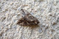 Autographa gamma
