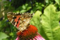 Vanessa cardui