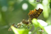 Satyrium w-album