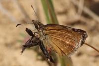 Erynnis tages