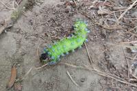 Saturnia pyri