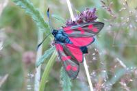 Zygaena filipendulae
