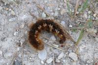 Euthrix potatoria