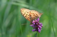 Speyeria aglaja