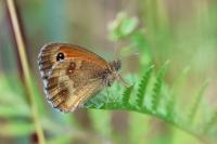 Pyronia tithonus