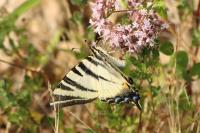 Iphiclides podalirius
