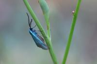 Jordanita globulariae