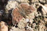 Erynnis tages