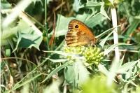 Pyronia tithonus