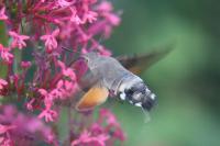 Macroglossum stellatarum