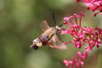 Hemaris fuciformis