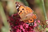 Vanessa cardui