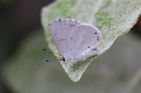 Celastrina argiolus