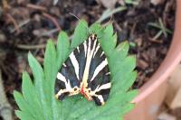 Euplagia quadripunctaria