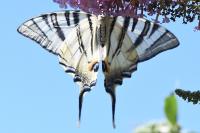 Iphiclides podalirius