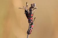 Zygaena carniolica