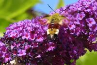 Hemaris fuciformis