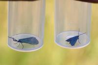 Jordanita globulariae