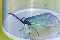 Jordanita globulariae