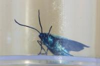 Jordanita globulariae