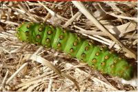 Saturnia pavonia