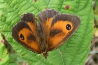 Pyronia tithonus
