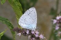 Celastrina argiolus