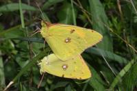 Colias crocea