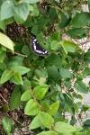 Limenitis reducta