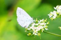 Celastrina argiolus
