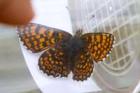Melitaea cinxia